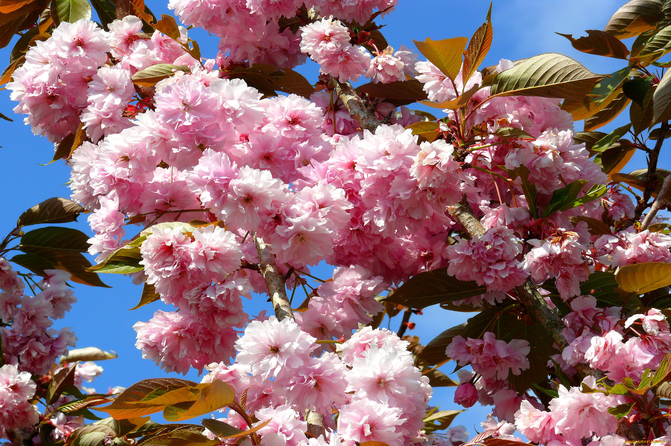 Сакура живые обои. Цветущее дерево. Весенние цветы.